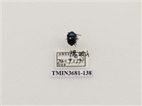 藏品(紅緣亮盾椿)的圖片